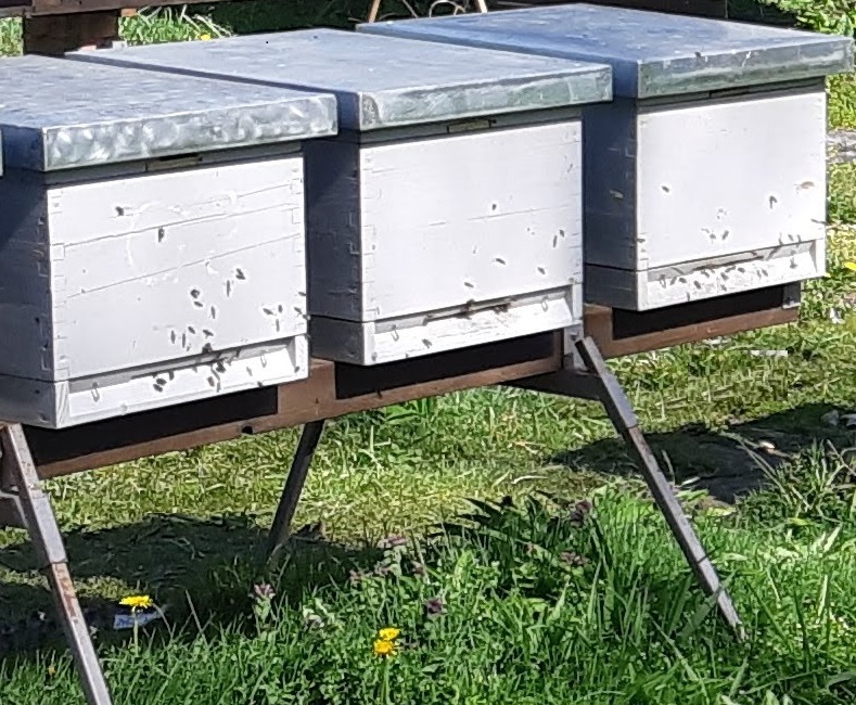 opg-bacani-med-košnice