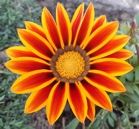 opg-bacani-kvalitetni_domaci_med-cvijet