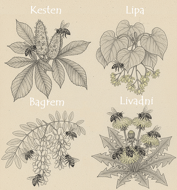 4_vrste_meda-kesten-cvjetni-bagrem-lipa-livada-med